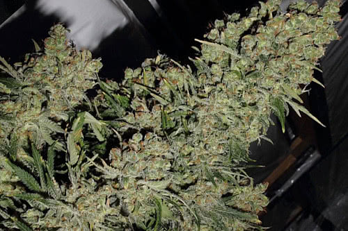 Marijuana Seeds for High Yields